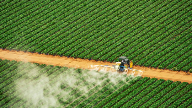Best Termite Control Services  in Morocco, IN