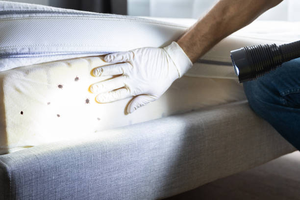 Pest Prevention Services in Morocco, IN